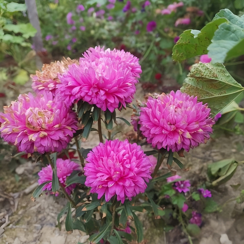 China Aster Seeds - Rose Color Larger Packet High Germination 1500-7500 Onsaleseeds