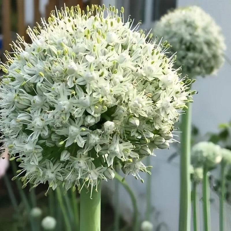 Giant Allium Bulbs - Eternal Mountain
