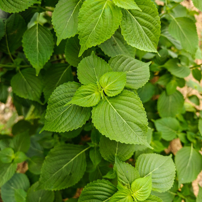 Perilla Frutescens (L.) Britt. Seeds - Larger Packet High Germination 600-3000 Onsaleseeds