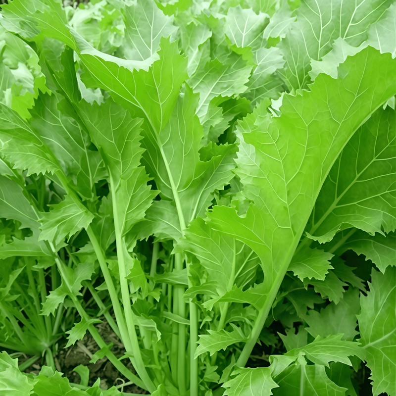 Brassica Juncea Var. Multiceps - Green Larger Packet High Germination 5000-25000 Onsaleseeds