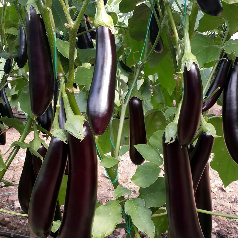 Solanum - Purple Larger Packet High Germination 900-4500 Onsaleseeds