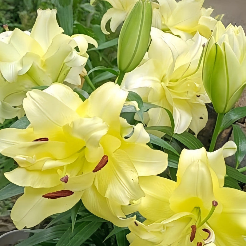 Lily Bulbs - Huang Tianba Double