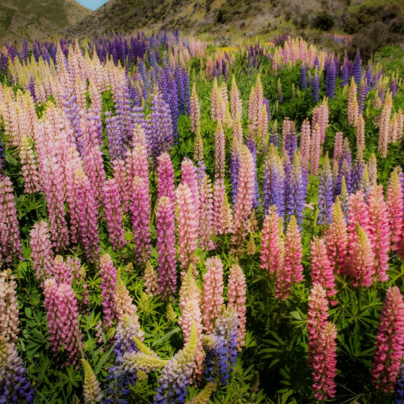 Lupine Seeds up to 50%