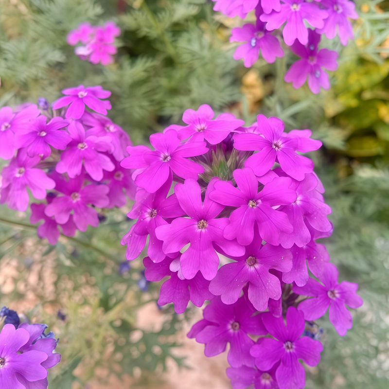 Garden Verbena Seeds - Reddish Purple Larger Packet High Germination 1200-6000 Onsaleseeds
