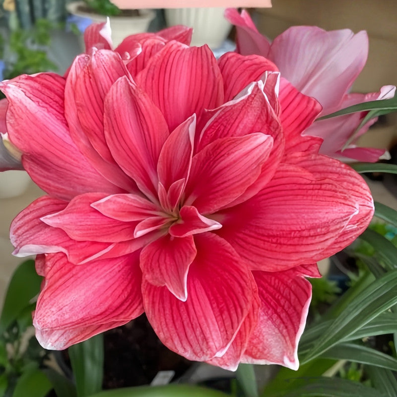 Amaryllis Bulbs - Double Dreams