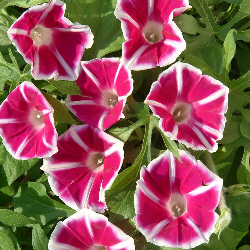 Ipomoea Seeds - Red And White Border Larger Packet High Germination 300-1500 Onsaleseeds