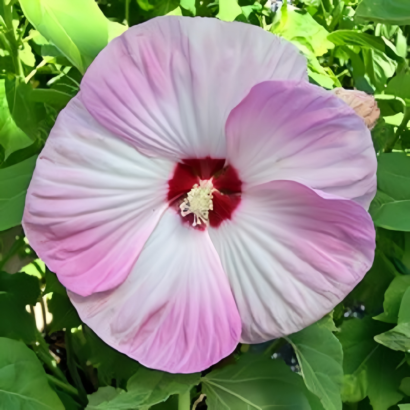 Abelmoschus Light Rose Pink Seeds up to 50%