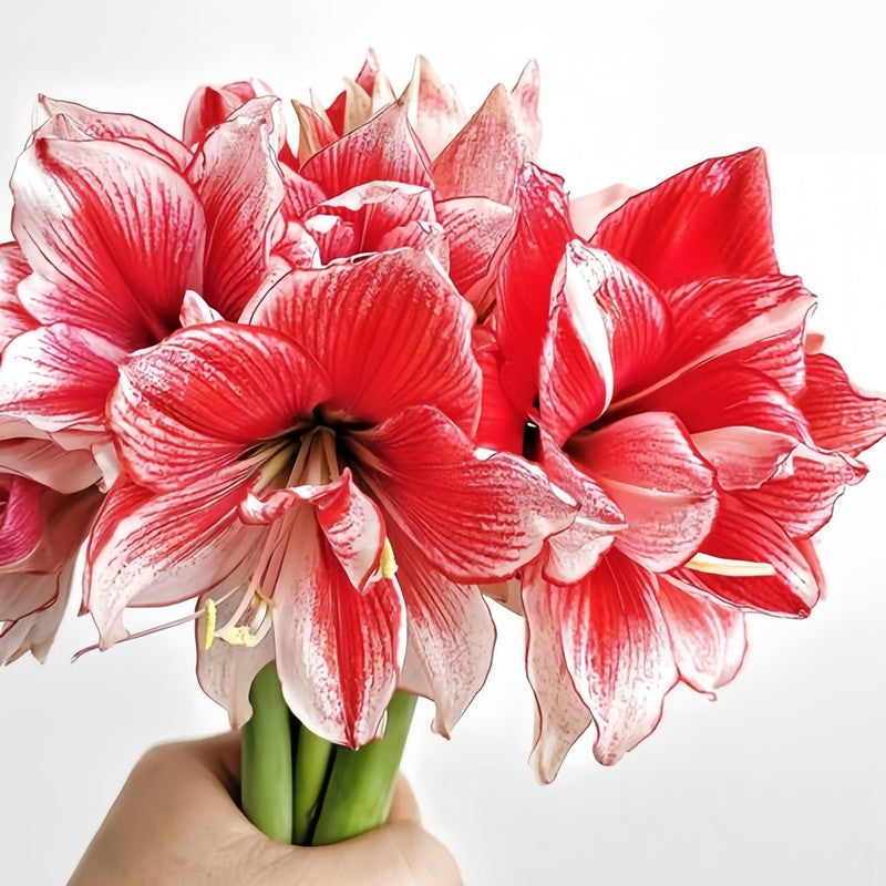 Amaryllis Bulbs - Ghost