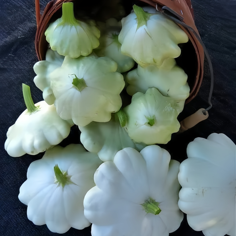 Cucurbita Moschata - Trophy White Green Yellow High Germination Onsaleseeds