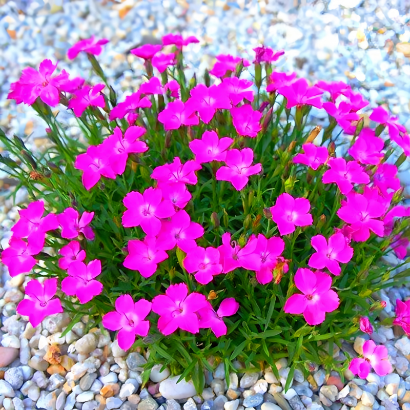 Dianthus Seeds - Rose Red Larger Packet High Germination 3000-15000 Onsaleseeds