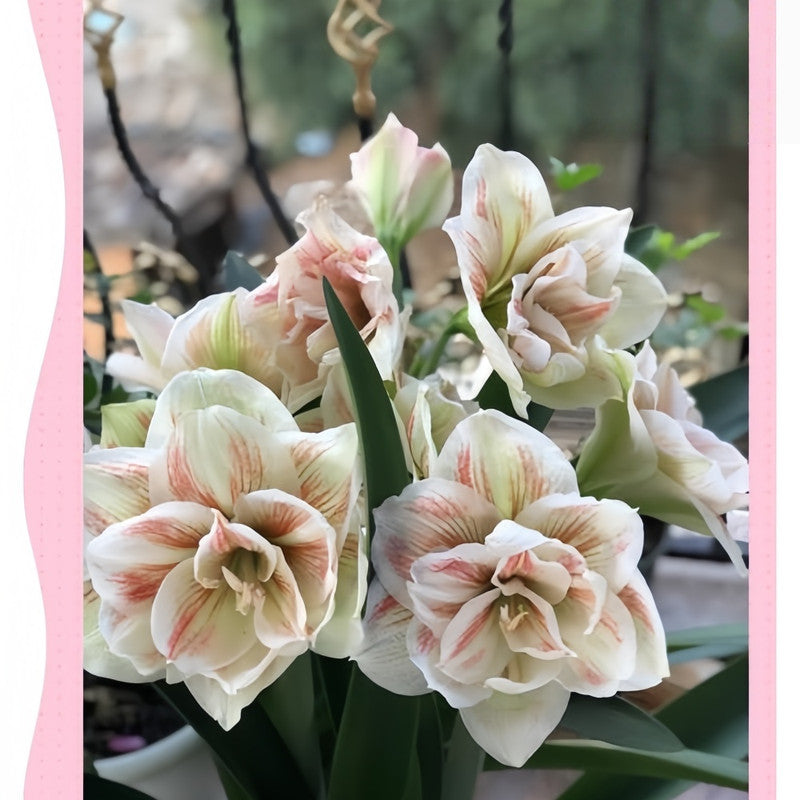 Amaryllis Bulbs - Fairy