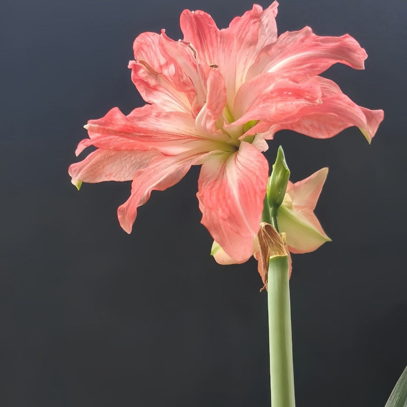 Amaryllis Bulbs - Sweet Nymph
