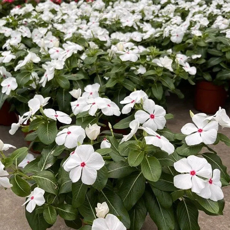 Vinca Seeds - Catharanthus Roseus White Flower And Red Heart Larger Packet High Germination 300-2000 Onsaleseeds