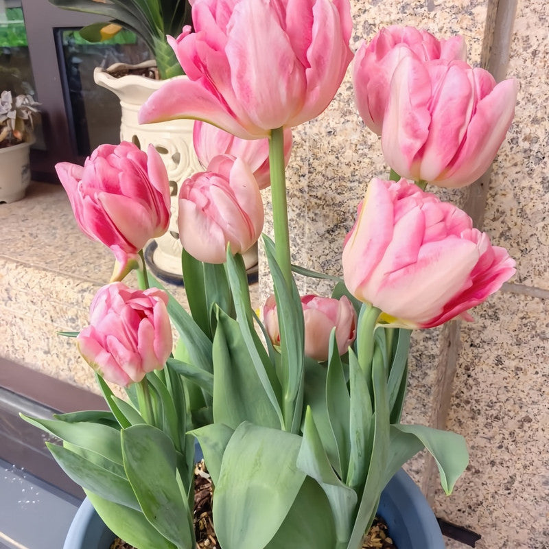 Tulip Bulbs - Fox Trot