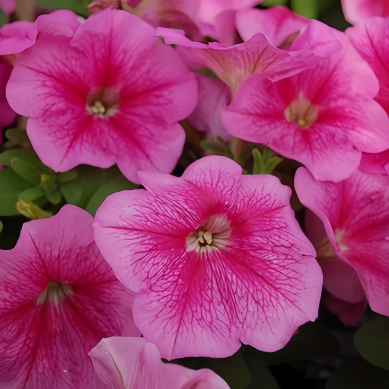 Petunia Hybrida Seeds - Pink Vein Larger Packet High Germination 360-1800 Onsaleseeds