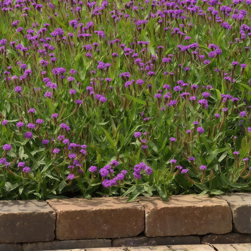 Verbena Officinalis Seeds - Purplish Red dwarf Larger Packet High Germination 500-2500 Onsaleseeds