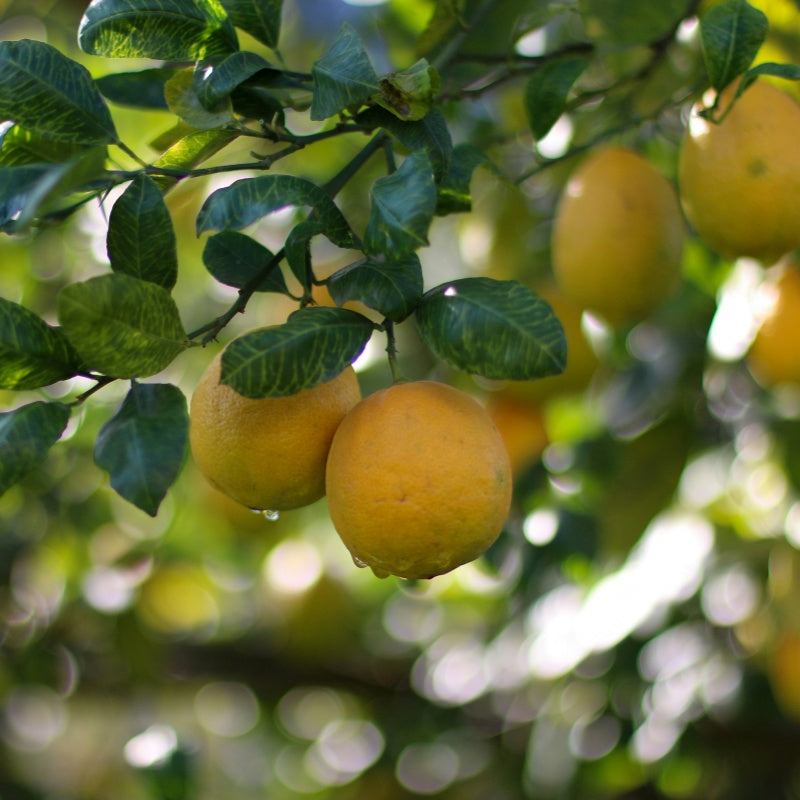 Lemon Seeds up to 50%