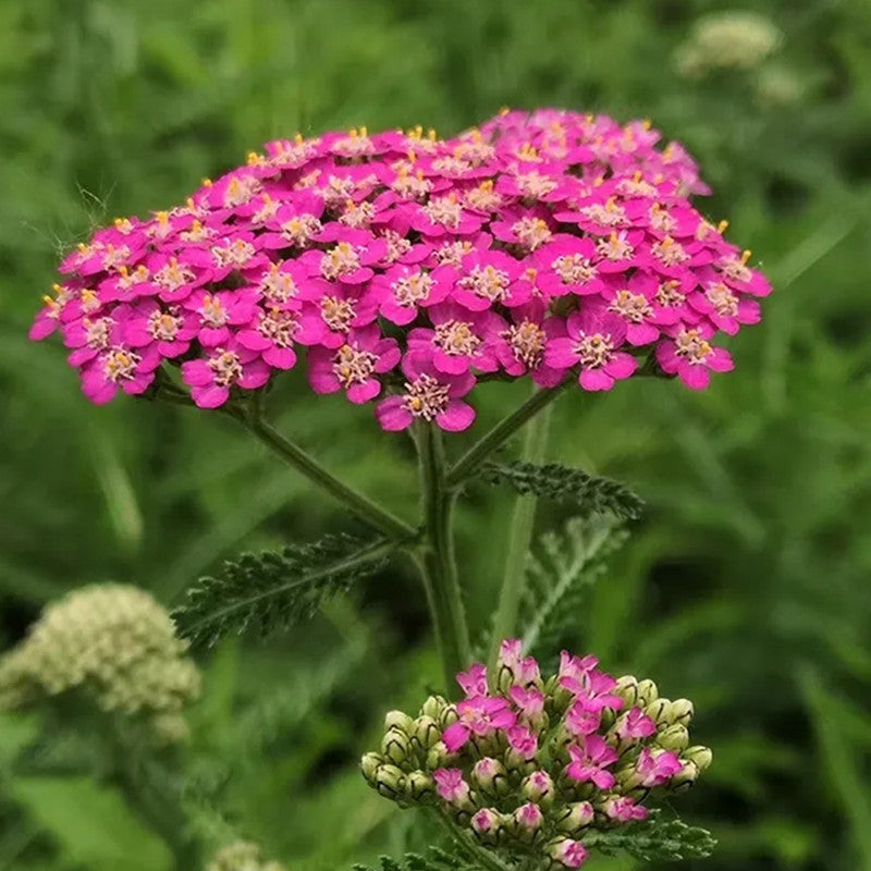 A.millefolium Mix Seeds up to 50%