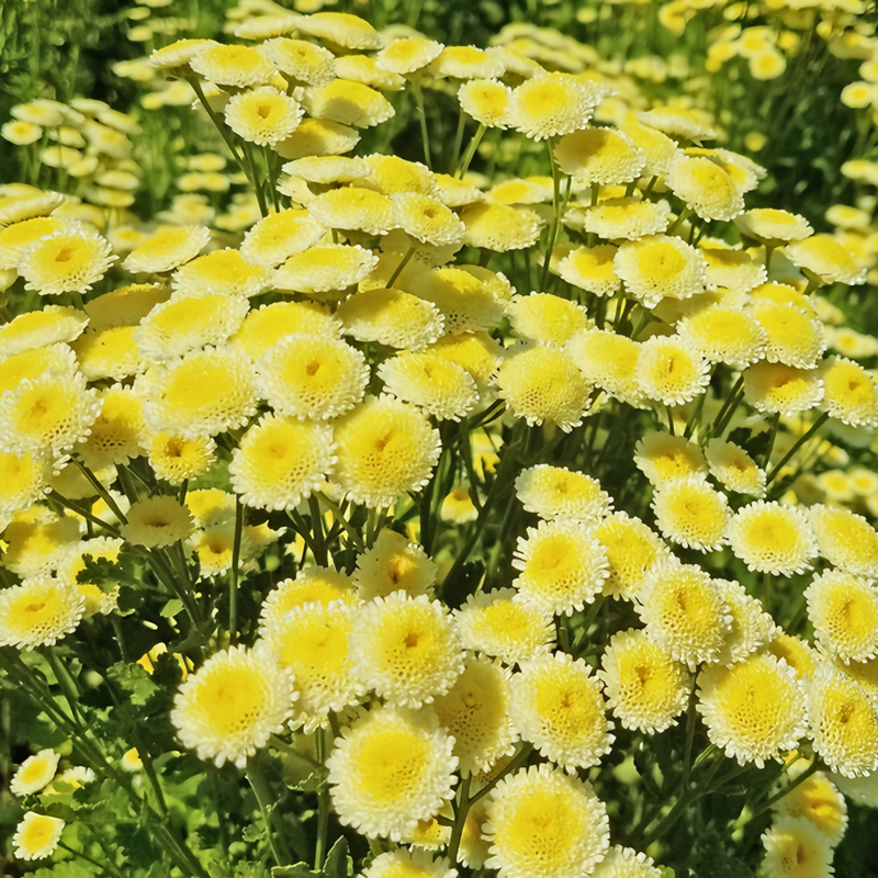 Pyrethrum Parthenium Seeds - Faint Yellow Larger Packet High Germination 2400-5000 Onsaleseeds