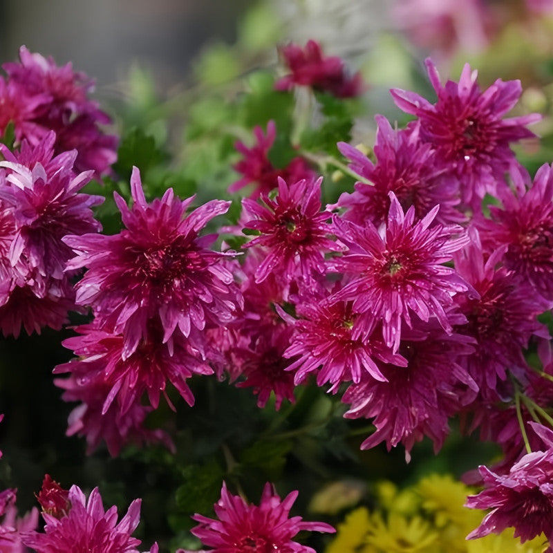 Cornflower / Bachelor Button Seeds - Red Larger Packet High Germination 1000-5000 Onsaleseeds