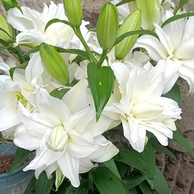 Lily Bulbs - Aisha Double