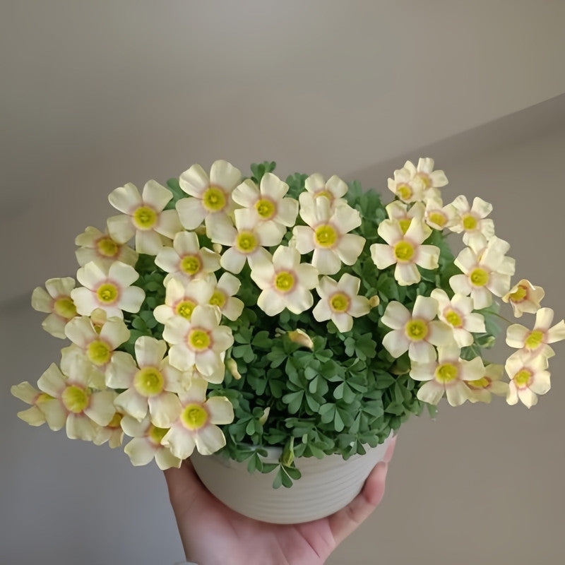 Oxalis Bulbs - Cream Puff