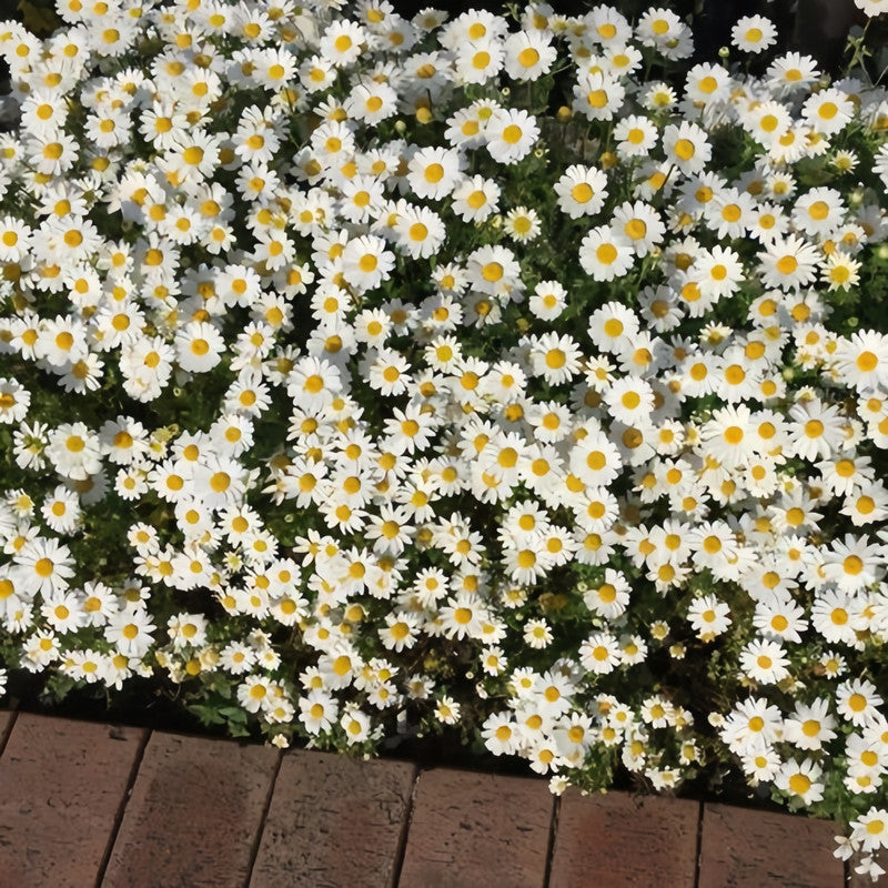 Brachycome Iberdifolia Seeds - White Larger Packet High Germination 5000-15000 Onsaleseeds