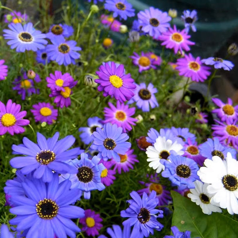 Brachycome Iberdifolia Seeds - Purplish blue Larger Packet High Germination 1000-5000 Onsaleseeds