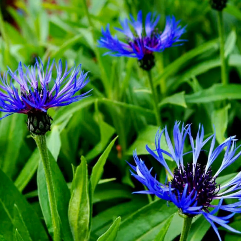 Centaurea Cyanus Seeds up to 50%