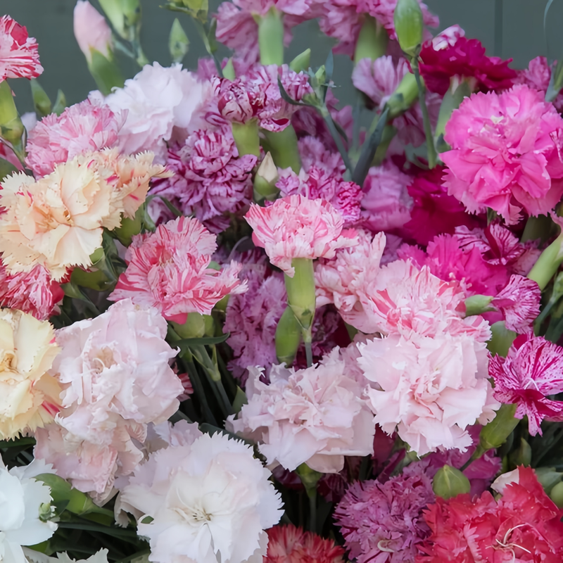 Dianthus Mix Double Petaled Seeds up to 50%
