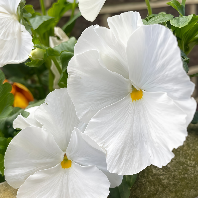 Viola White Seeds up to 50%