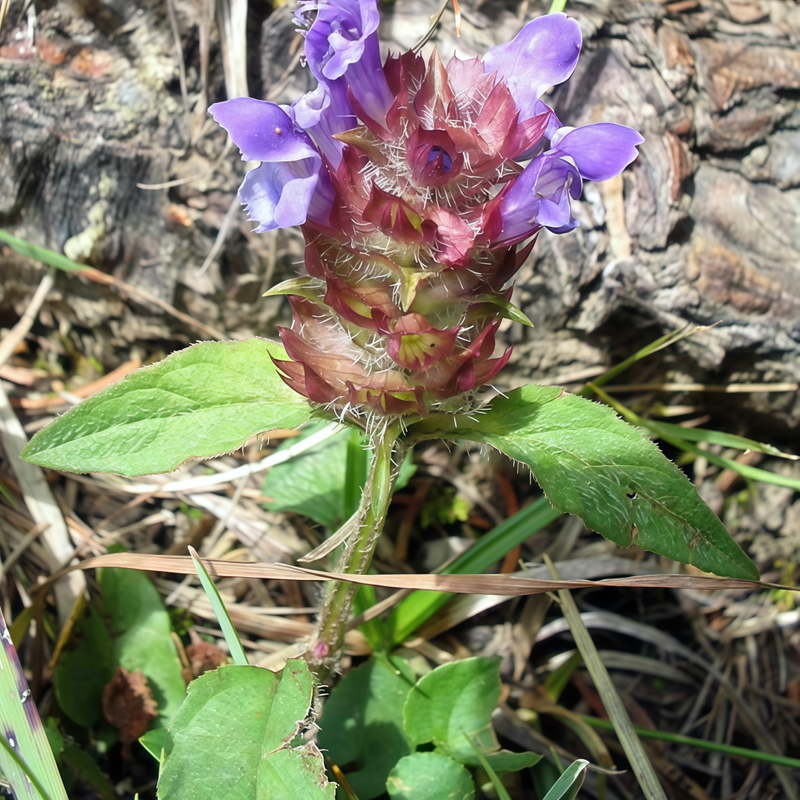 Pyrethrum Mix Colours Seeds up to 50%