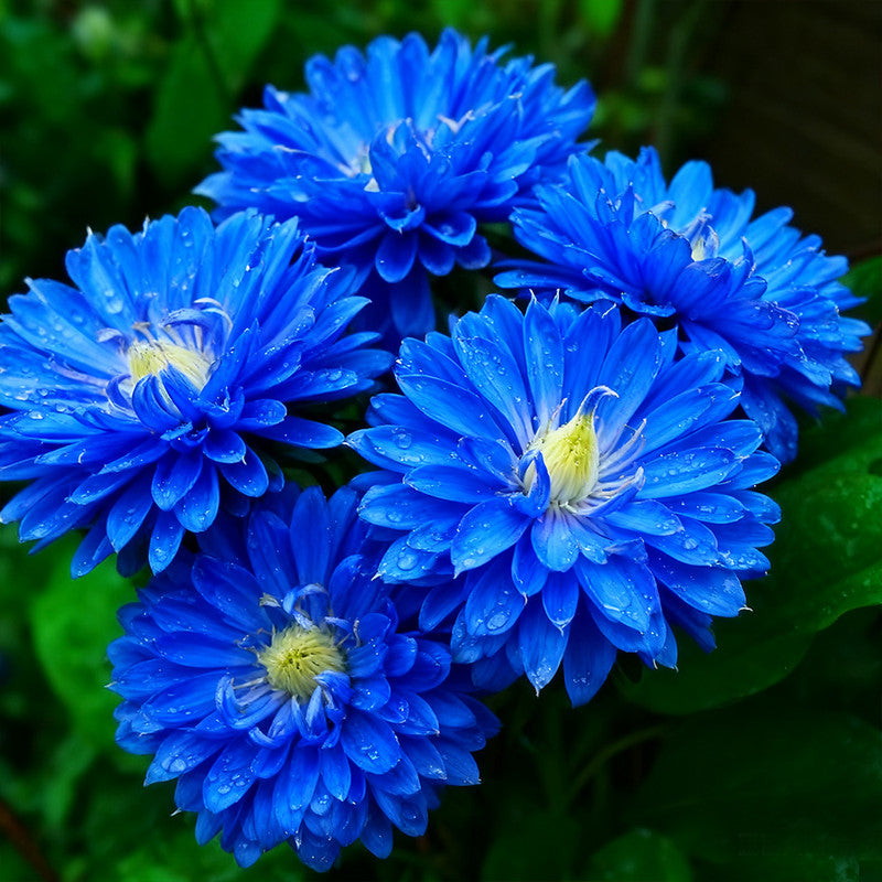 China Aster Seeds - Brigth Blue Larger Packet High Germination 1500-7500 Onsaleseeds