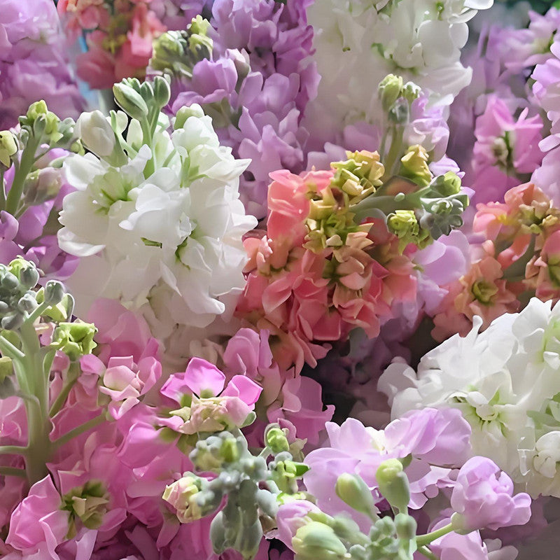Matthiola(Stock)