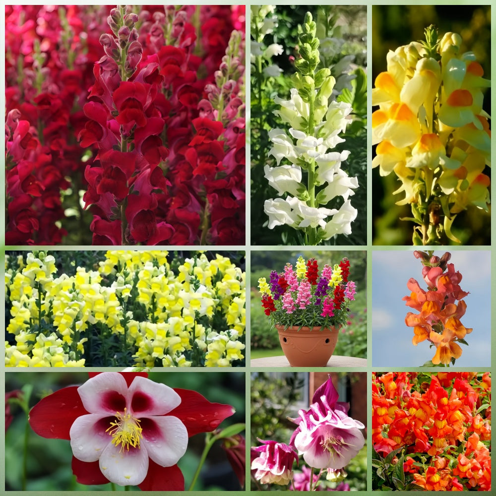 Wildflower Seeds - Shade Tolerant Mix Includes Papaver, Snapdragon, China Aster, etc.