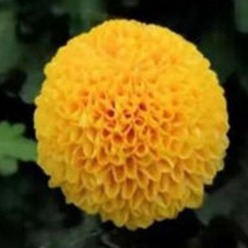 Pycnosorus GlobosusLindl Seeds Yellow up to 50% Large Pack · 1800-9000 Seeds
