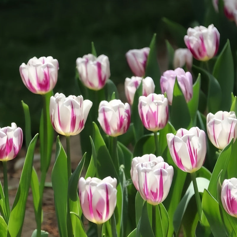 Tulip Bulbs - Burning Flag