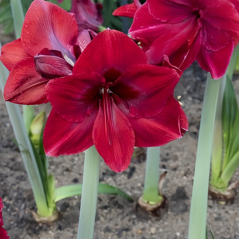 Amaryllis Bulbs - Black Swan