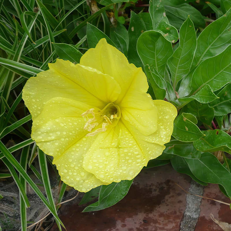 Oenothera Yellow Seeds up to 50%