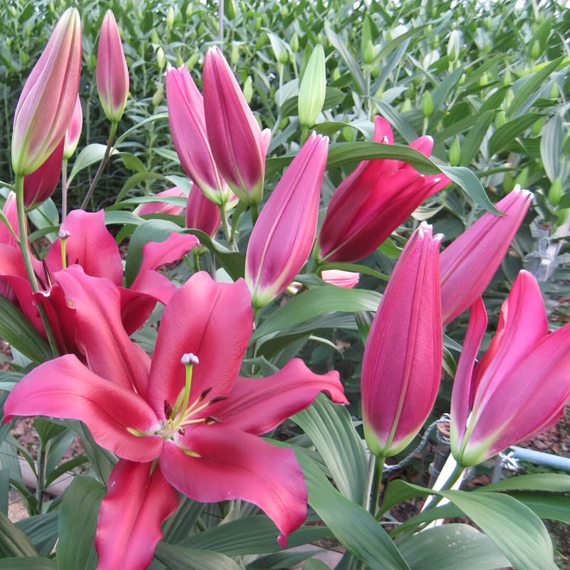 Perfume Lily Red Bulbs up to 50%