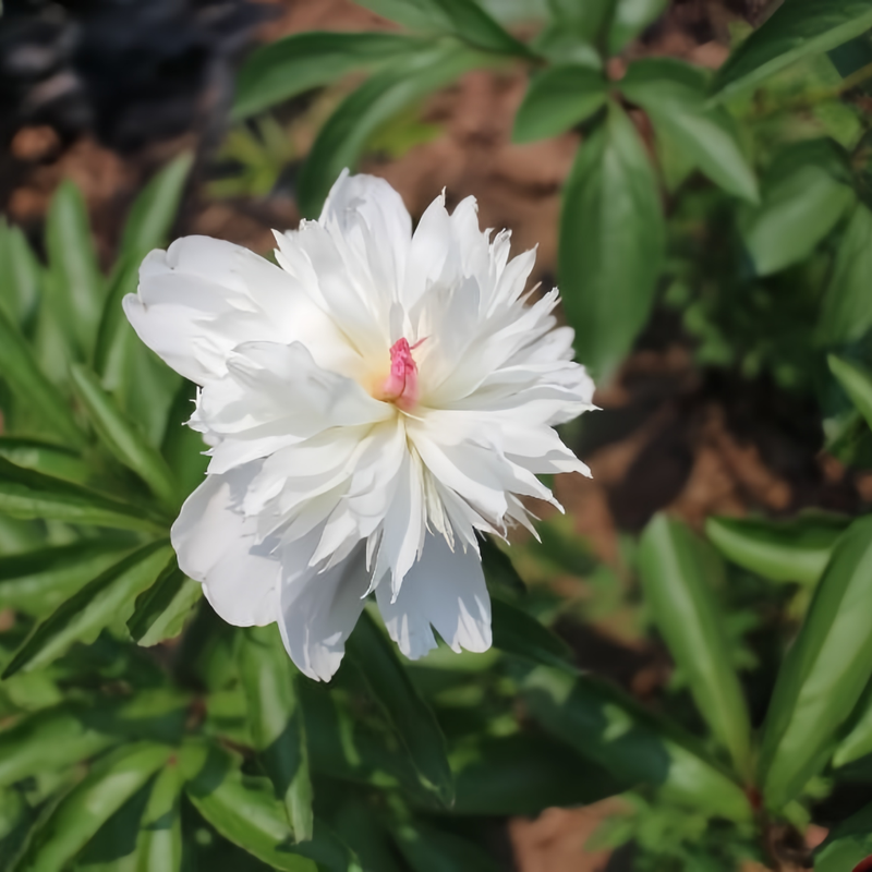 Peony Phoenix Plumes Bulbs up to 50%