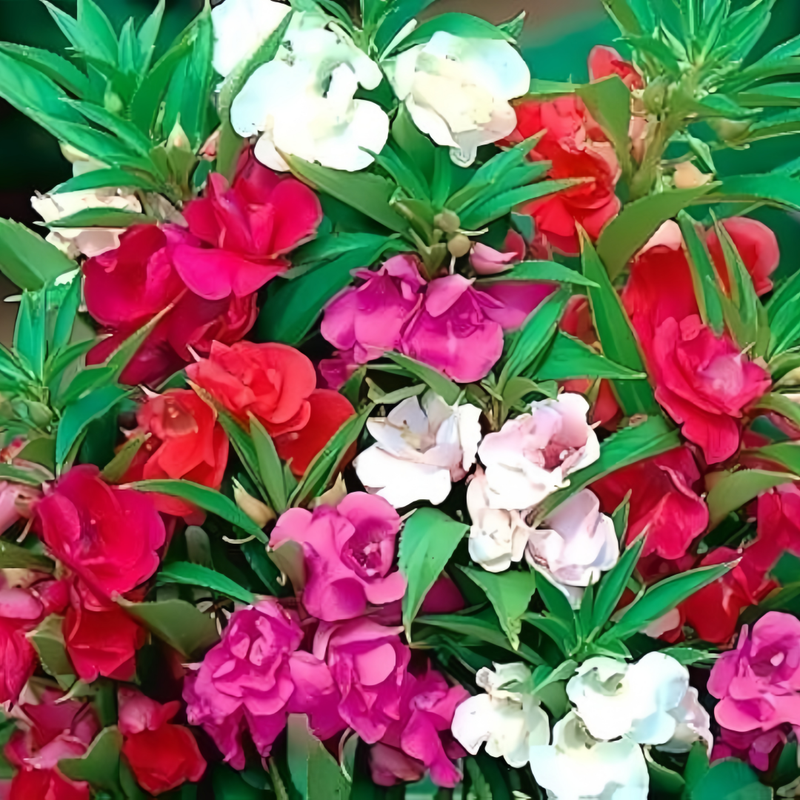 Impatiens Balsamina Seeds - Mix Larger Packet High Germination 1000-5000 Onsaleseeds