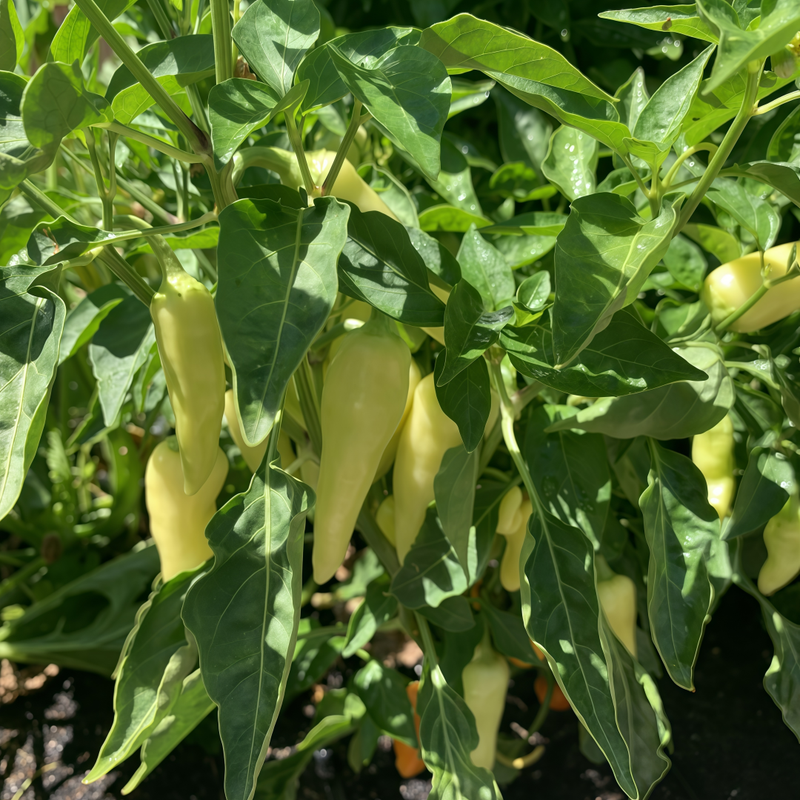Capsicum Annuum Var. - Conoides Yellow Larger Packet High Germination 400-1500 Onsaleseeds