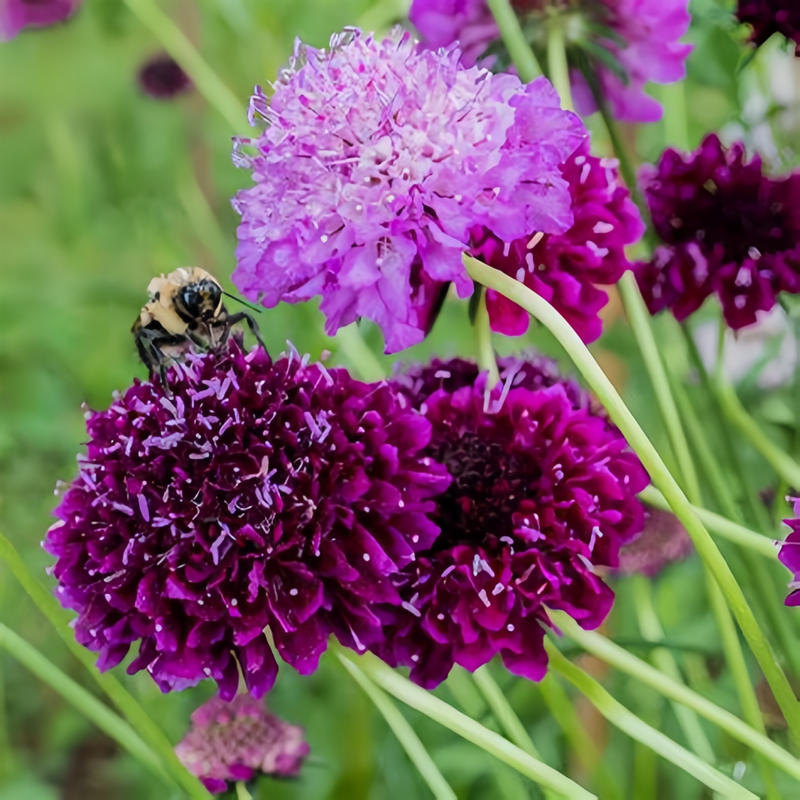 Scabiosa Atropurpurea Seeds - Purplish Red Larger Packet High Germination 1000-5000 Onsaleseeds