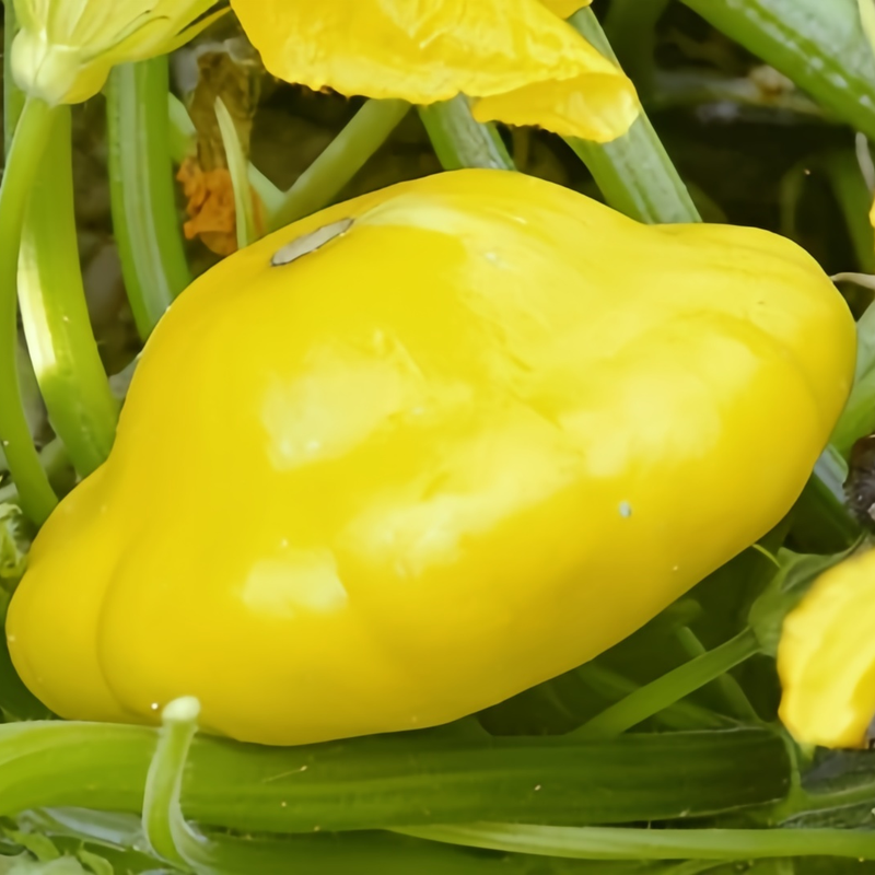 Cucurbita Moschata - Champion Yellow High Germination Onsaleseeds