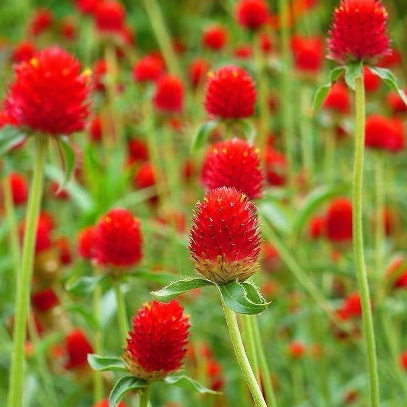Gomphrena Globosa Seeds - Red Larger Packet High Germination 600-3000 Onsaleseeds