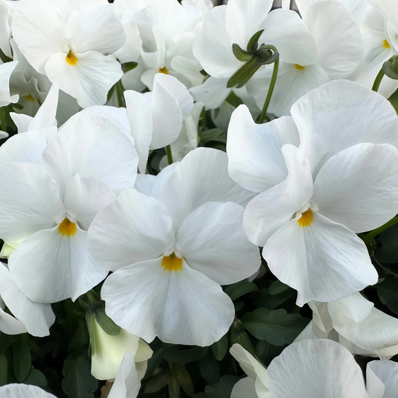 Viola Pure White Seeds up to 50%