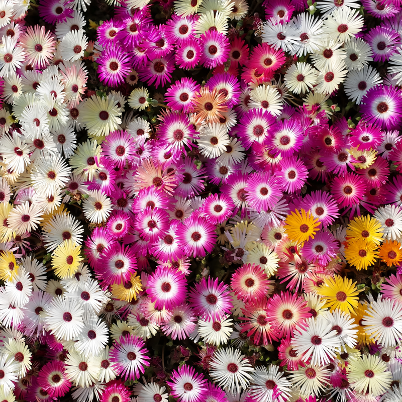Mesembryanthemum Spectabile Haw Mix Seeds up to 50% Large Pack · 3000-15000 Seeds