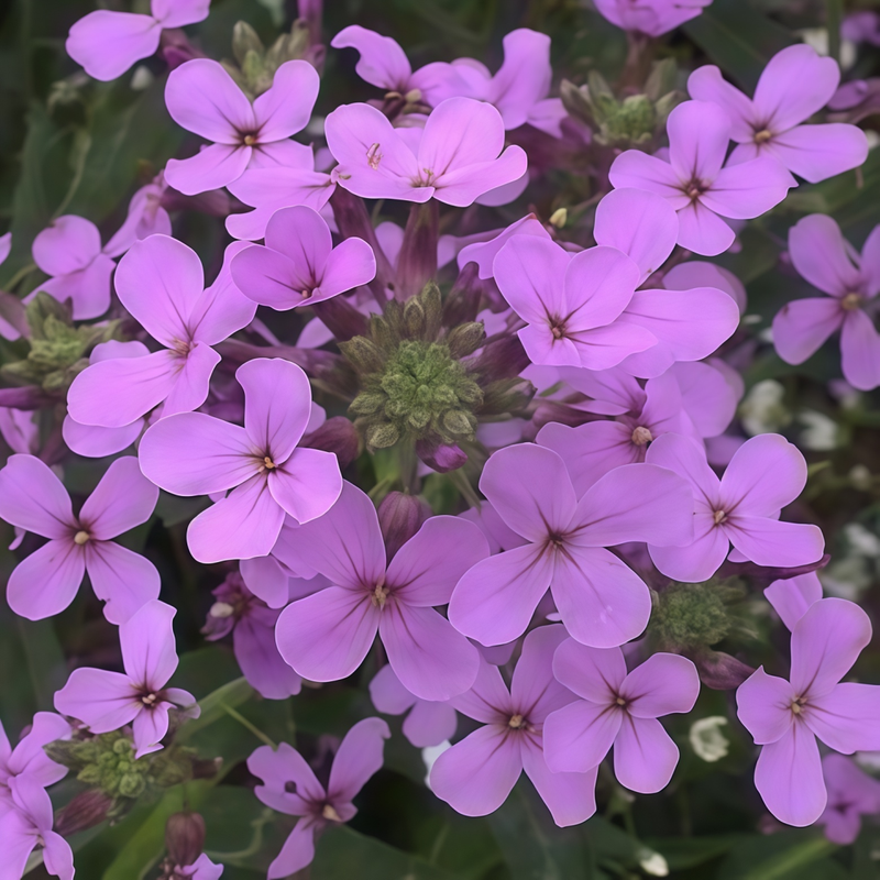 Hesperis Matronalis Seeds up to 50% Large Pack · 1500-7500 Seeds