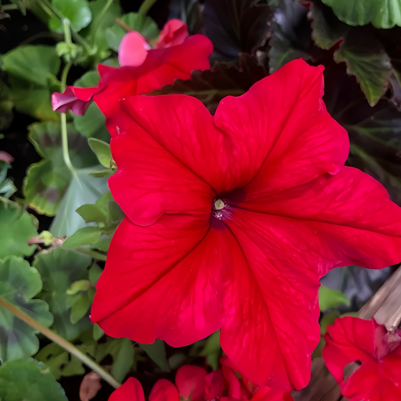 Petunia Hybrida Seeds - Red Larger Packet High Germination 360-1800 Onsaleseeds